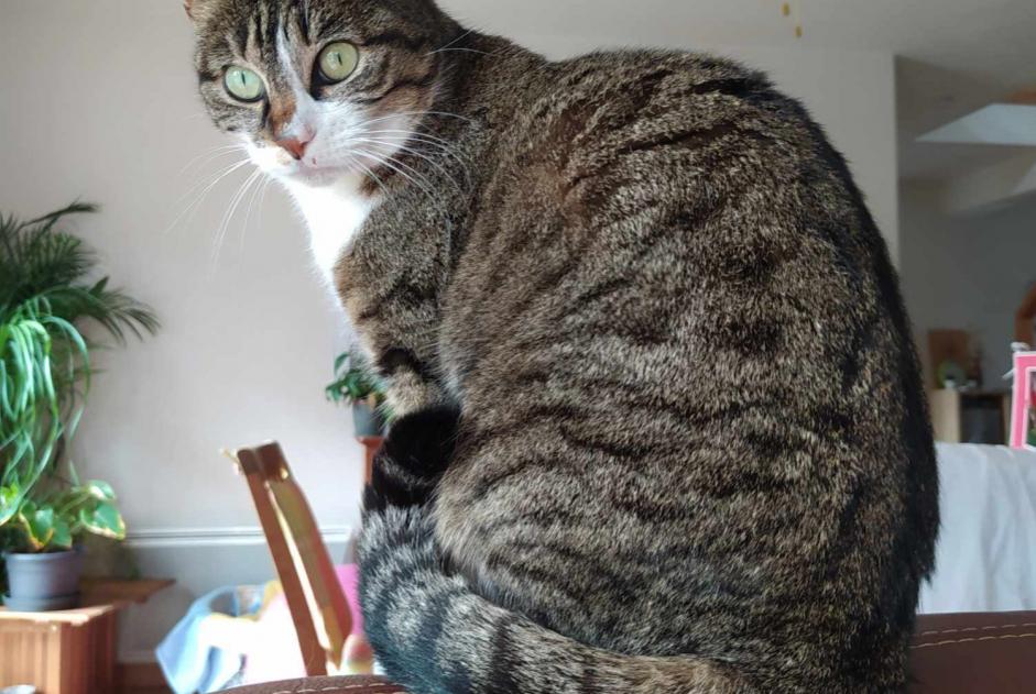 Vermisstmeldung Katze  Weiblich , 48 jahre Théhillac Frankreich