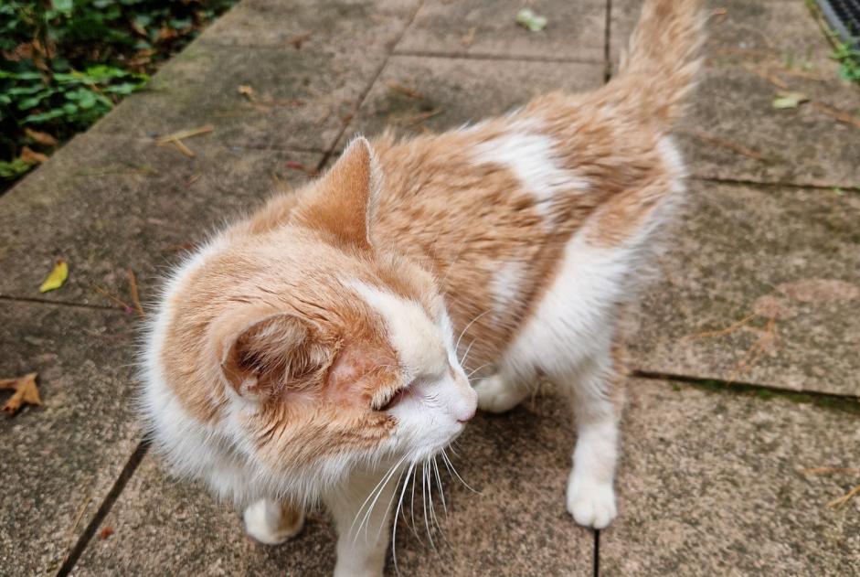 Fundmeldung Katze rassenmischung  Männliche Saint-Gildas-de-Rhuys Frankreich