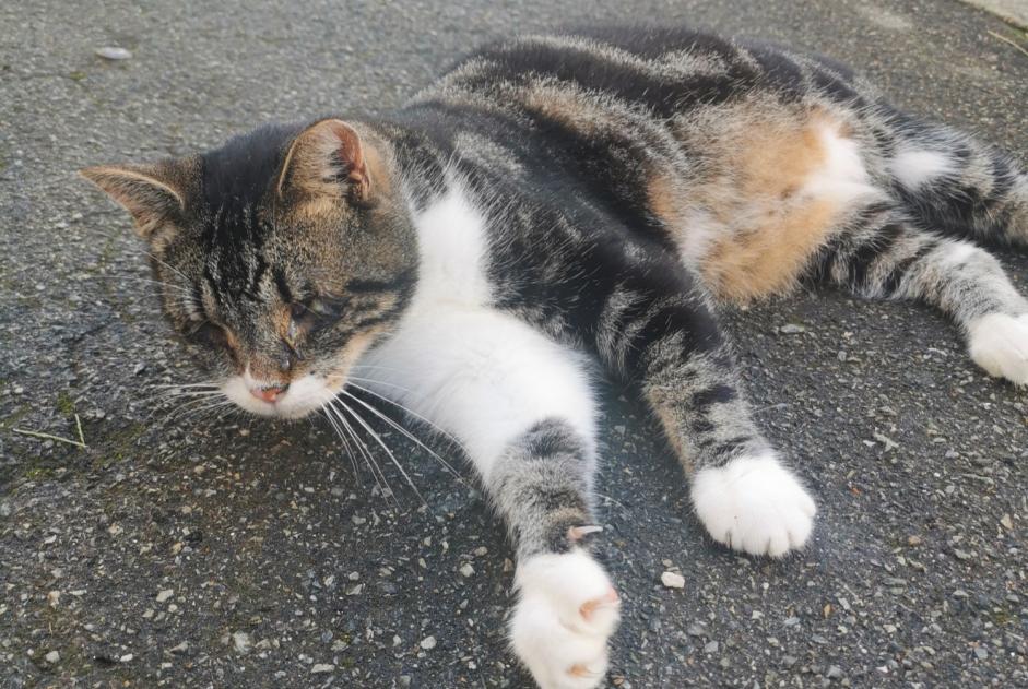 Fundmeldung Katze rassenmischung  Unbekannt Lorient Frankreich