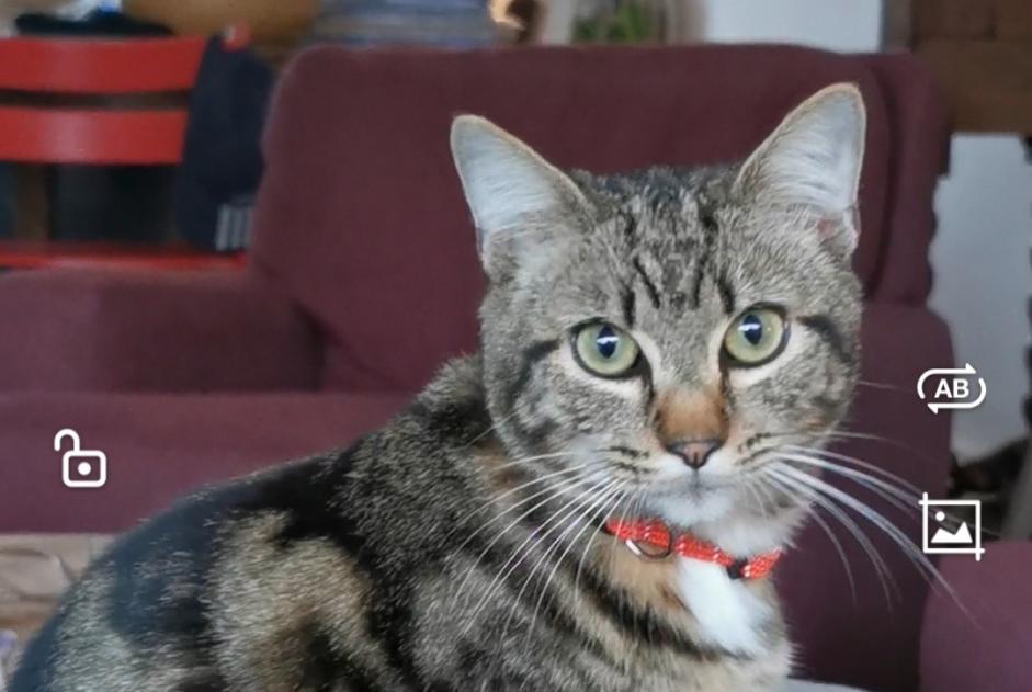 Vermisstmeldung Katze Männliche , 2 jahre Vannes Frankreich Vermisstmeldung Katze Männliche , 2 jahre Vannes Frankreich