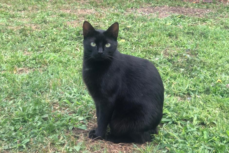 Vermisstmeldung Katze Weiblich , 5 jahre Mauron Frankreich