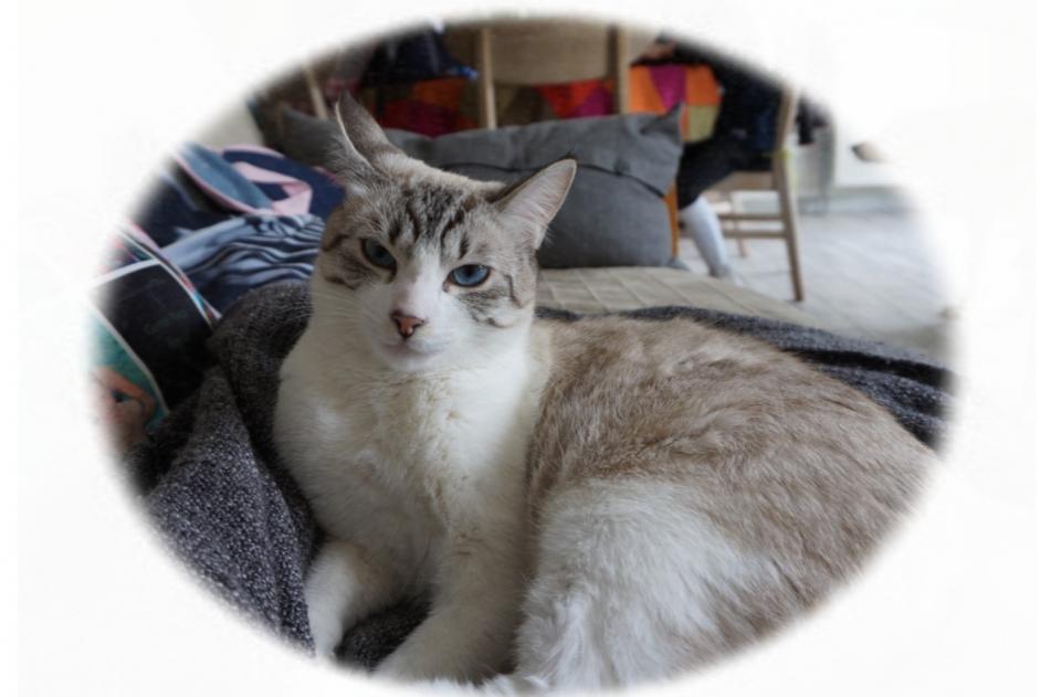 Disappearance alert Cat  Male , 5 years Lanester France