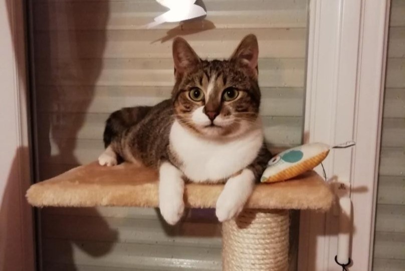 Disappearance alert Cat Female , 6 years Brech France