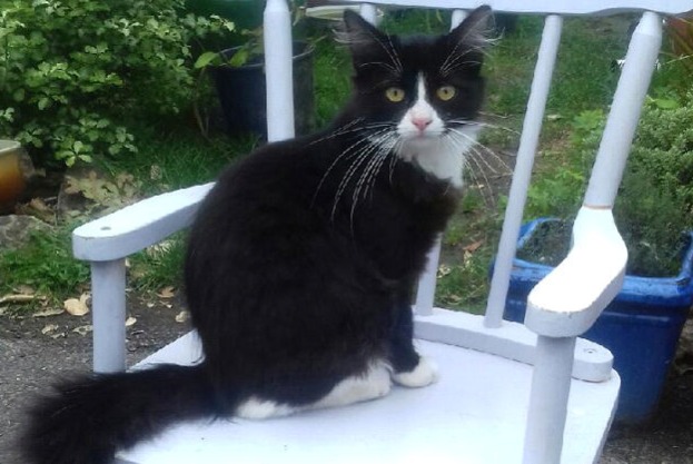 Disappearance alert Cat  Male , 3 years La Trinité-Surzur France