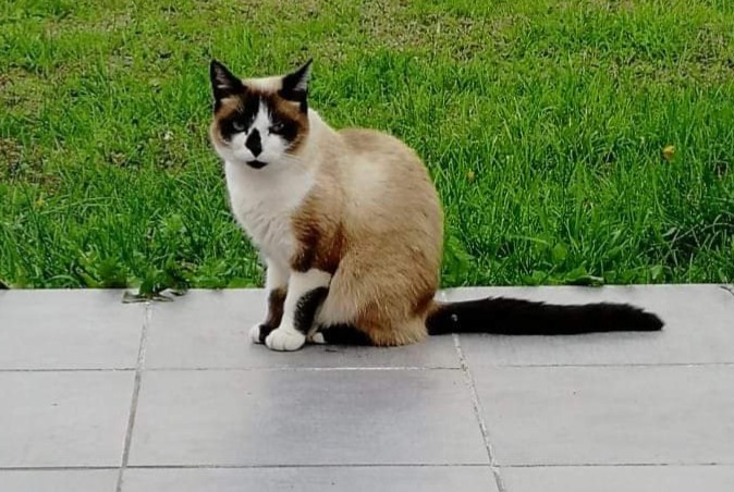 Disappearance alert Cat miscegenation  Female , 7 years Damgan France