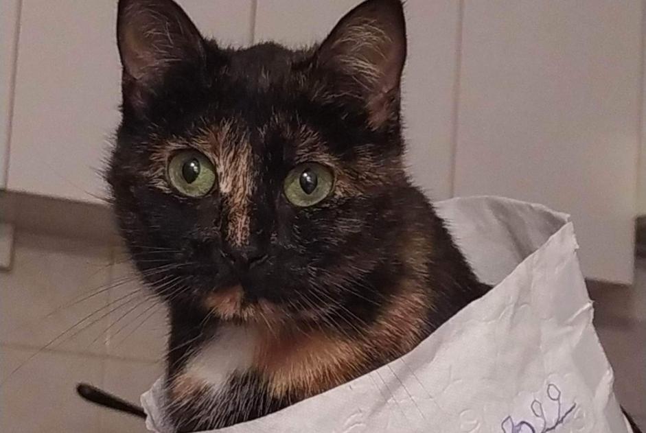 Disappearance alert Cat Female , 3 years Sulniac France