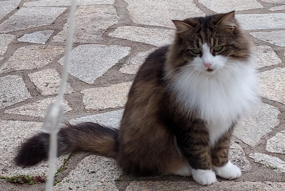 Disappearance alert Cat miscegenation  Female , 9 years Erdeven France