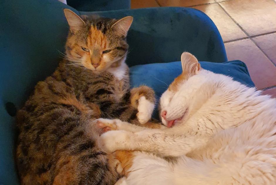 Disappearance alert Cat miscegenation  Female , 6 years Sarzeau France