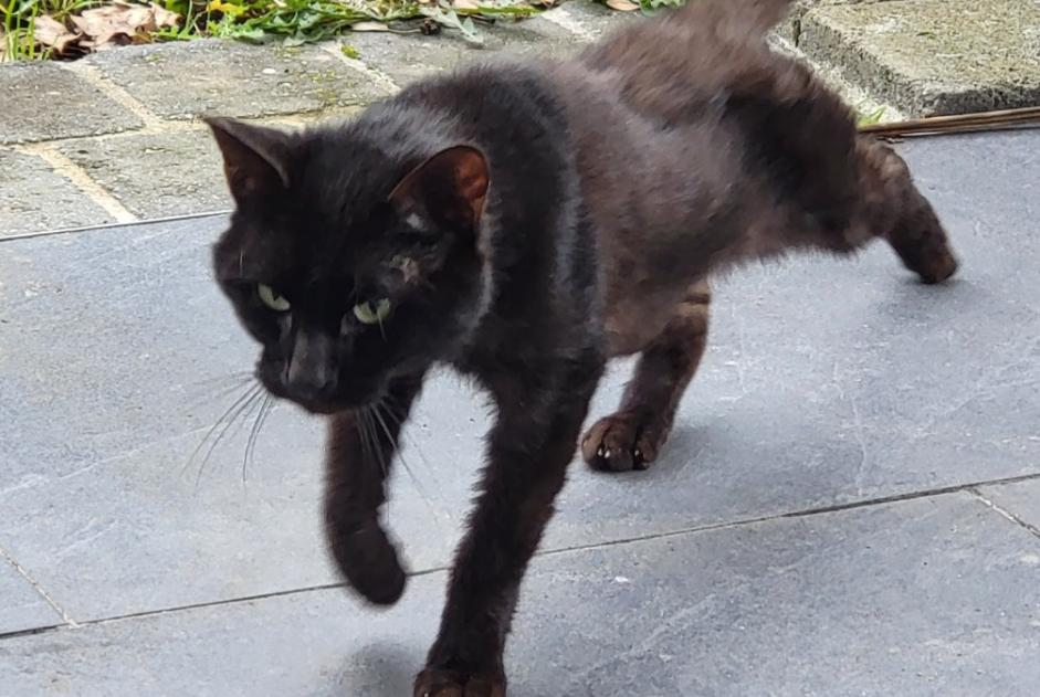 Discovery alert Cat Male Quéven France