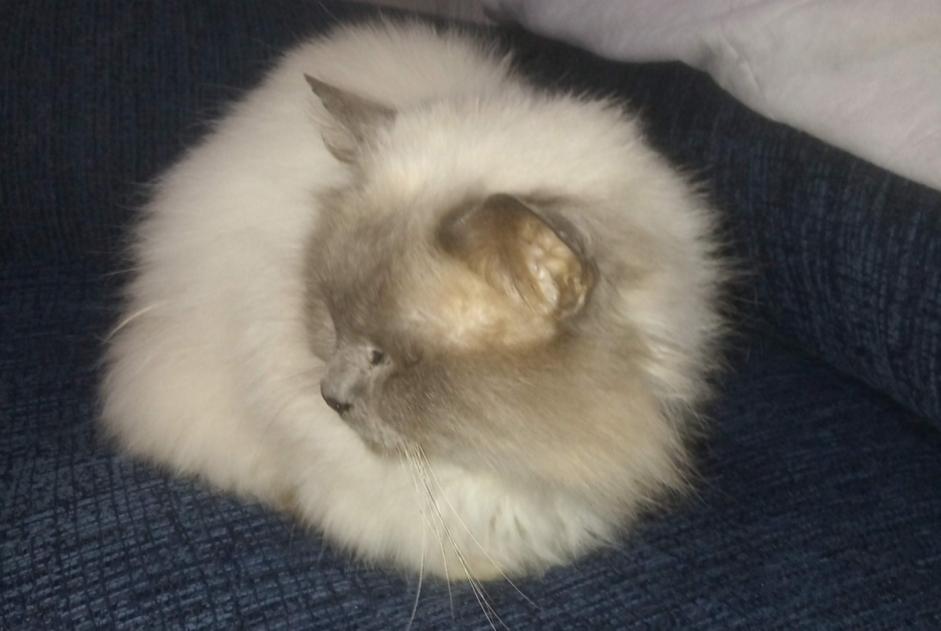 Disappearance alert Cat miscegenation  Male , 19 years Val d'Oust France
