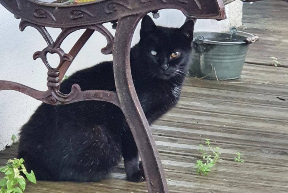 Discovery alert Cat Female Bono France