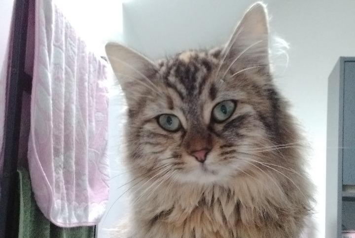 Disappearance alert Cat miscegenation  Female , 1 years Allaire France