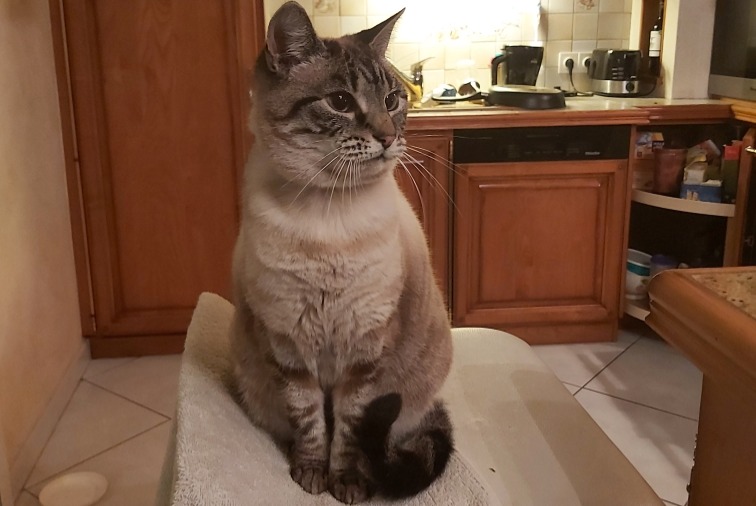 Disappearance alert Cat miscegenation  Female , 3 years Nivillac France