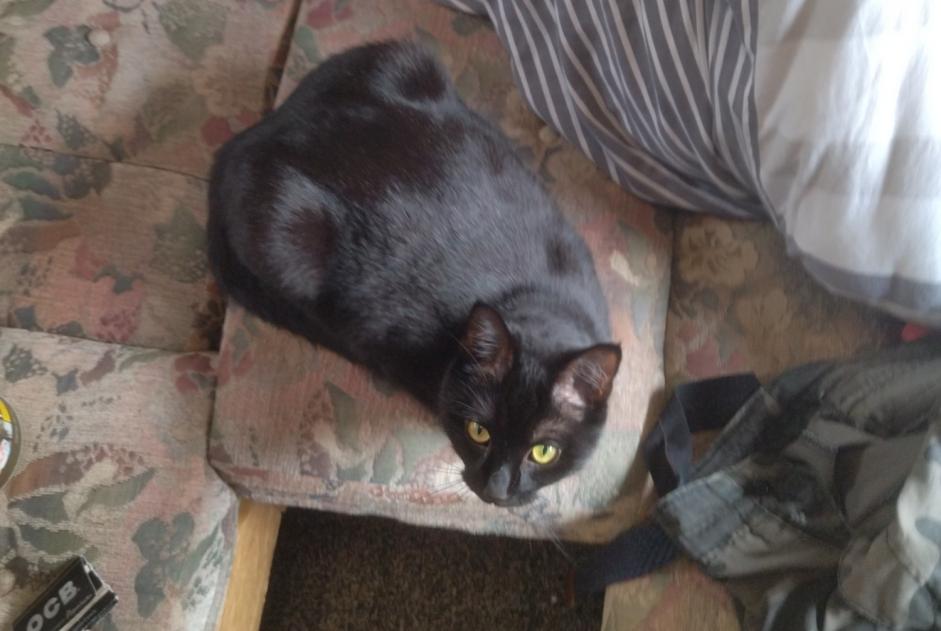 Disappearance alert Cat Male , 2 years Lanester France