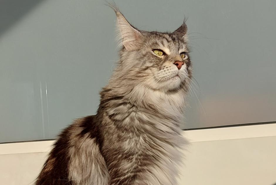 Disappearance alert Cat  Male , 2 years Séné France