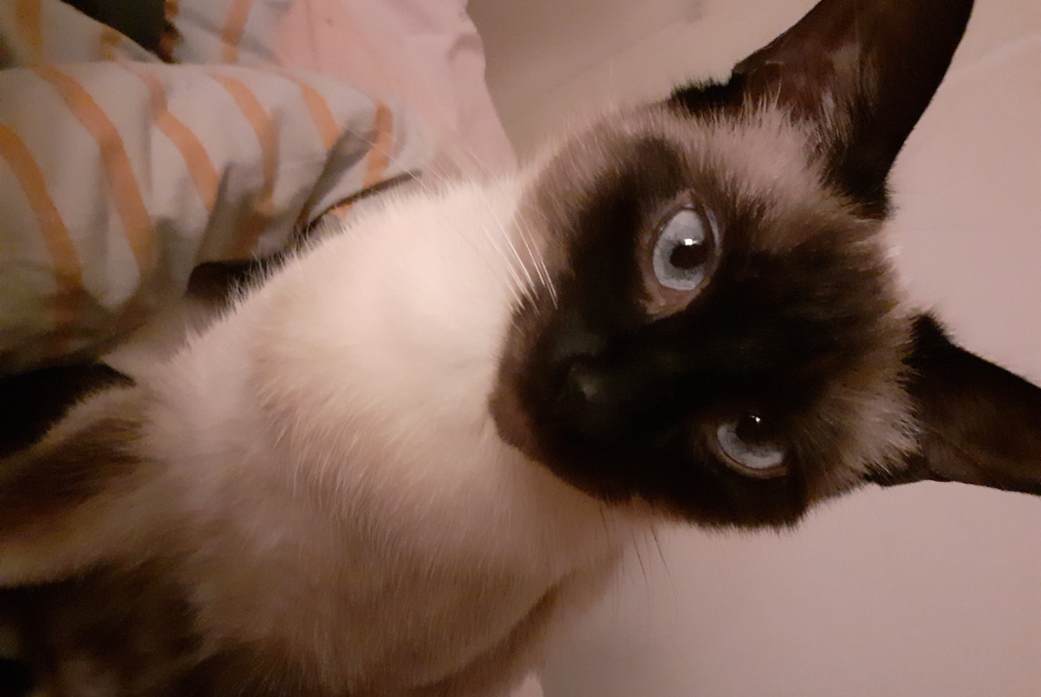 Disappearance alert Cat  Female , 2 years Josselin France