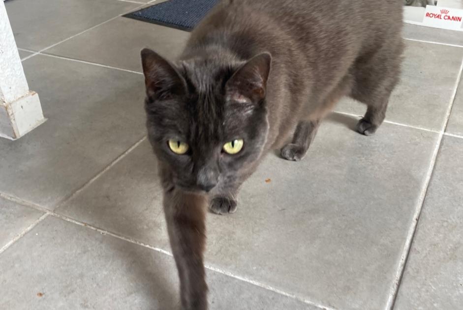 Discovery alert Cat Female Lorient France