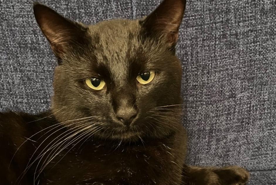 Disappearance alert Cat Male , 3 years Carnac France