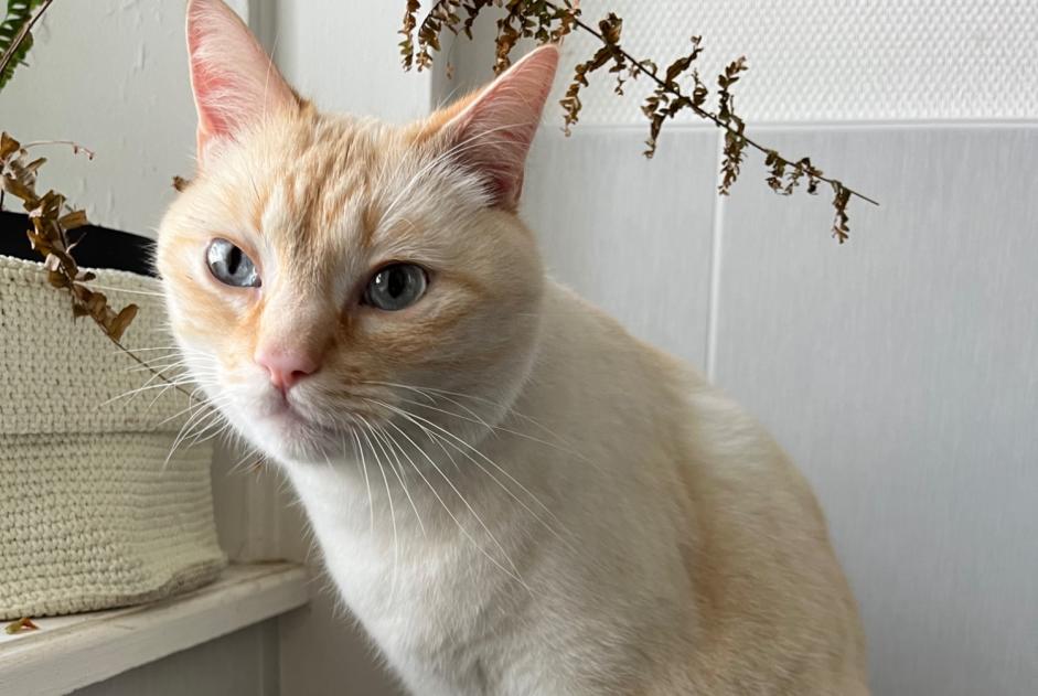 Disappearance alert Cat Male , 4 years Larmor-Plage France