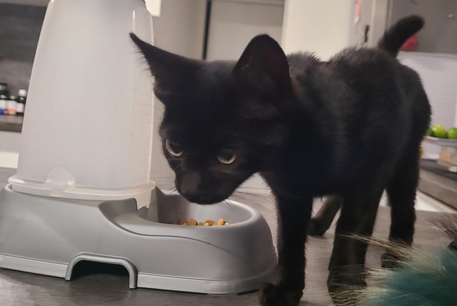 Discovery alert Cat Female Guidel France Discovery alert Cat Female Guidel France