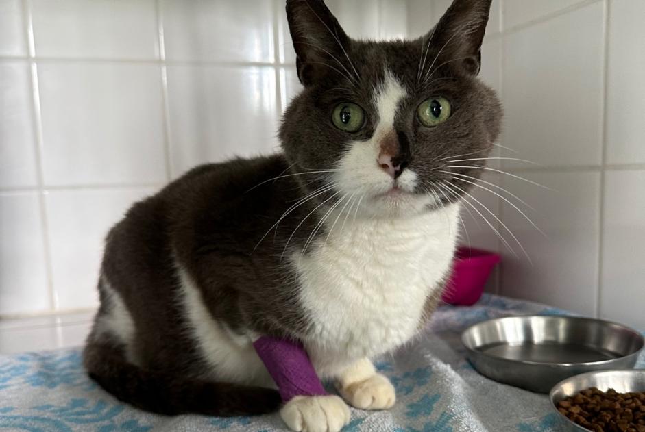Discovery alert Cat miscegenation Male Ploeren France Discovery alert Cat miscegenation Male Ploeren France