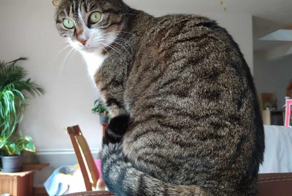 Disappearance alert Cat Female , 48 years Théhillac France Disappearance alert Cat Female , 48 years Théhillac France