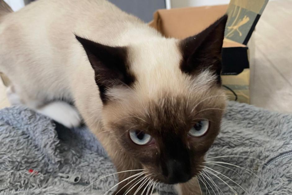 Discovery alert Cat Female Lorient France Discovery alert Cat Female Lorient France