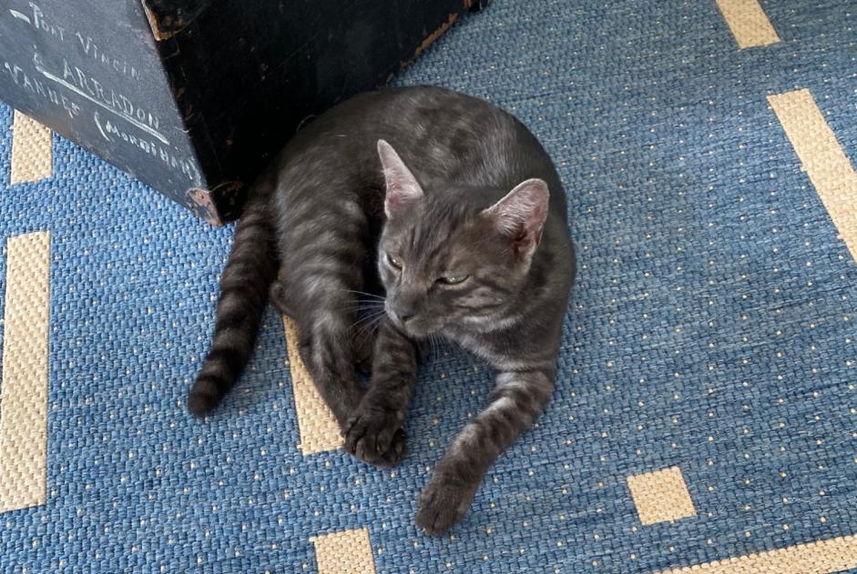 Discovery alert Cat Unknown Arzon France Discovery alert Cat Unknown Arzon France