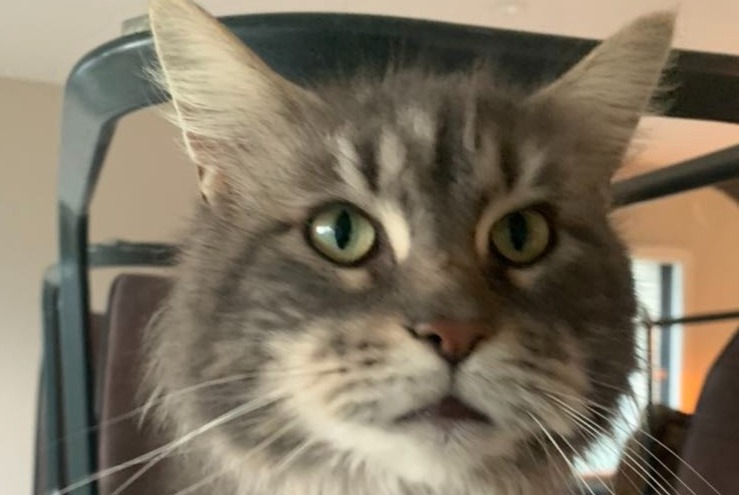 Disappearance alert Cat Female , 4 years Landévant France Disappearance alert Cat Female , 4 years Landévant France