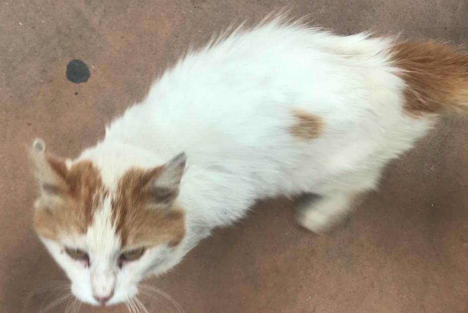 Discovery alert Cat miscegenation  Male Languidic France