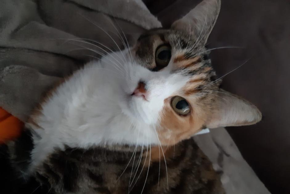 Disappearance alert Cat miscegenation Female , 14 years Locminé France Disappearance alert Cat miscegenation Female , 14 years Locminé France