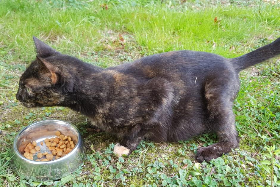 Discovery alert Cat Female Pluneret France