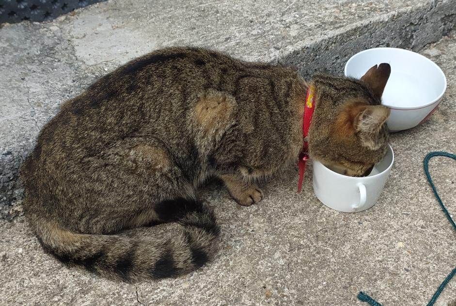 Discovery alert Cat Unknown Lanester France Discovery alert Cat Unknown Lanester France