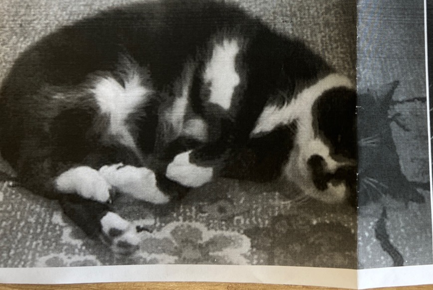 Disappearance alert Cat miscegenation Male , 8 years Caro France Disappearance alert Cat miscegenation Male , 8 years Caro France
