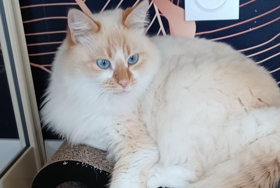 Disappearance alert Cat Male , 3 years Séné France