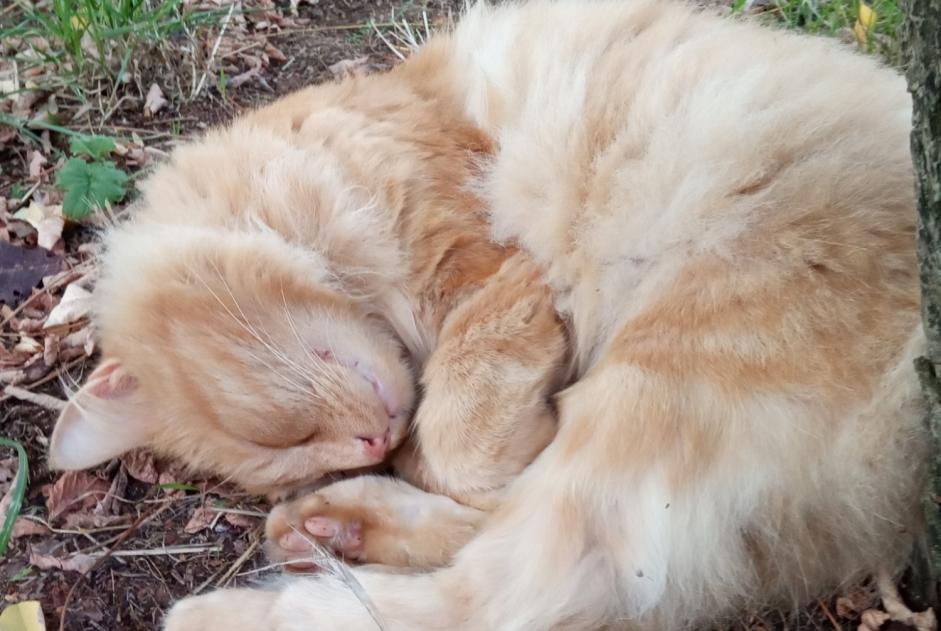 Discovery alert Cat Unknown Vannes France