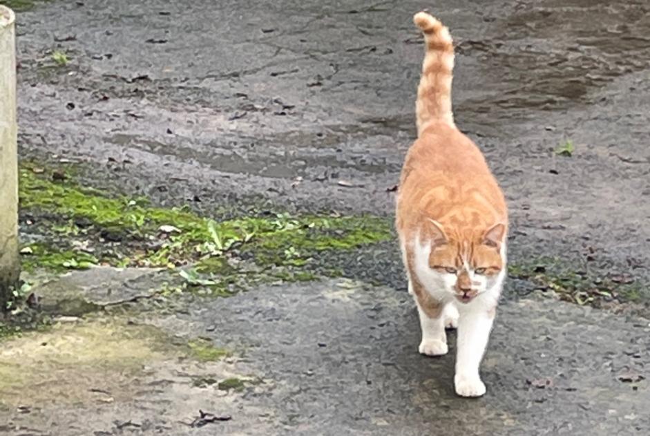Discovery alert Cat miscegenation Male Marzan France Discovery alert Cat miscegenation Male Marzan France