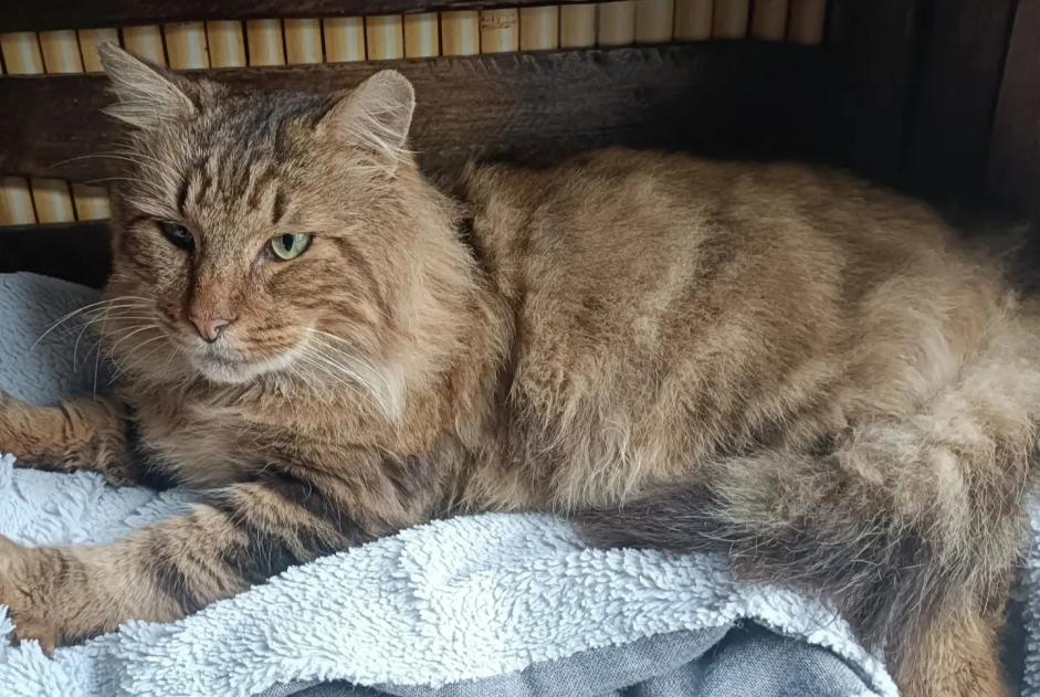 Discovery alert Cat Male Réminiac France