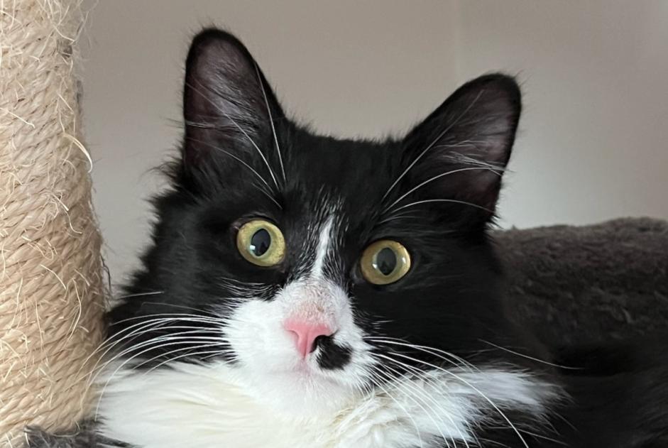 Disappearance alert Cat Male , 1 years Saint-Avé France