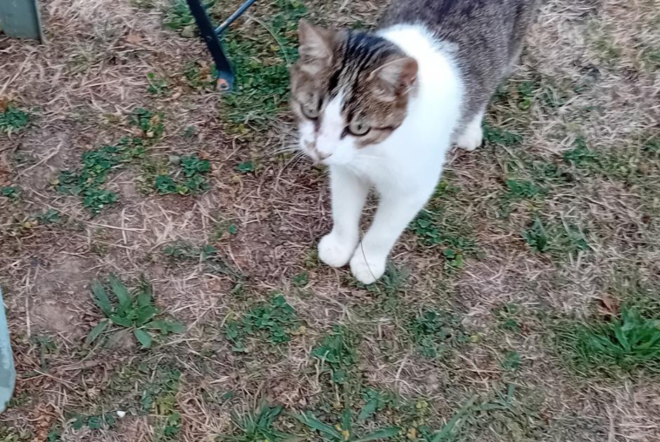 Discovery alert Cat miscegenation  Female Peillac France