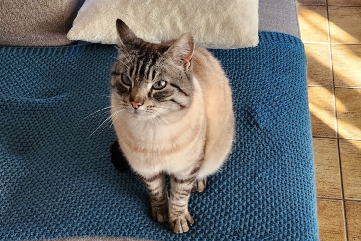 Alerta de Hallazgo Gato Desconocido Pénestin Francia