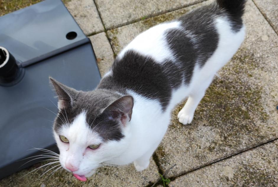 Alerta de Hallazgo Gato Desconocido Guidel Francia