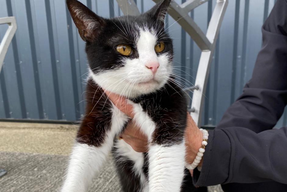 Alerta de Hallazgo Gato  Hembra Arzon Francia