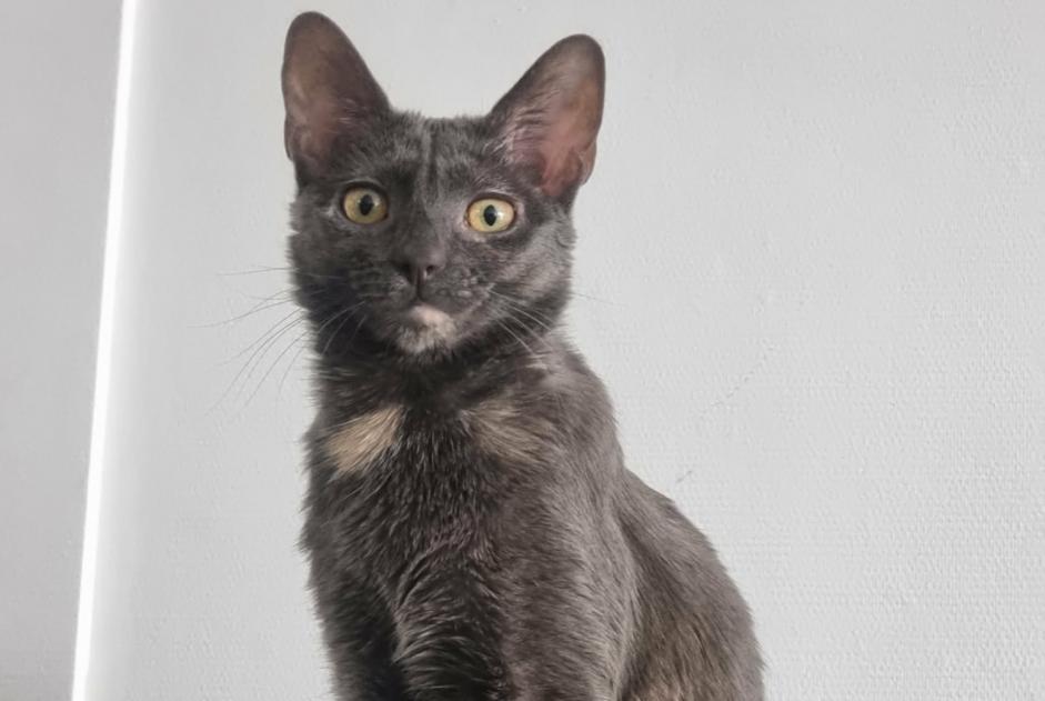Alerta de Desaparición Gato  Hembra , 1 años Lorient Francia