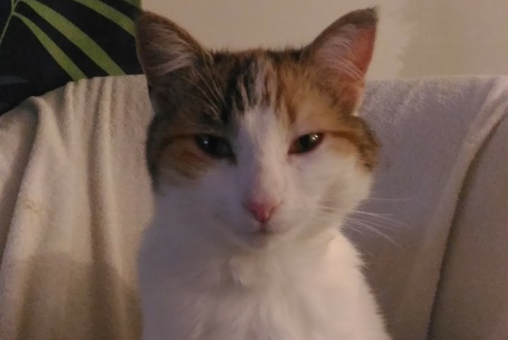 Alerte Disparition Chat croisement  Femelle , 5 ans Vannes France