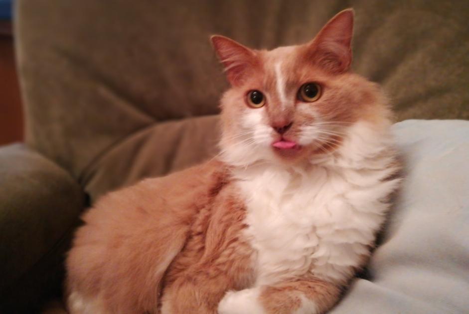 Alerte Disparition Chat croisement  Mâle , 13 ans Plescop France