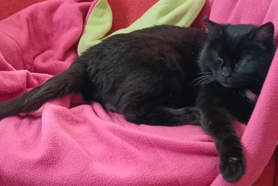 Alerte Disparition Chat Femelle , 12 ans Nivillac France