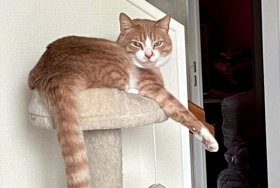 Alerte Disparition Chat croisement  Mâle , 3 ans Carentoir France