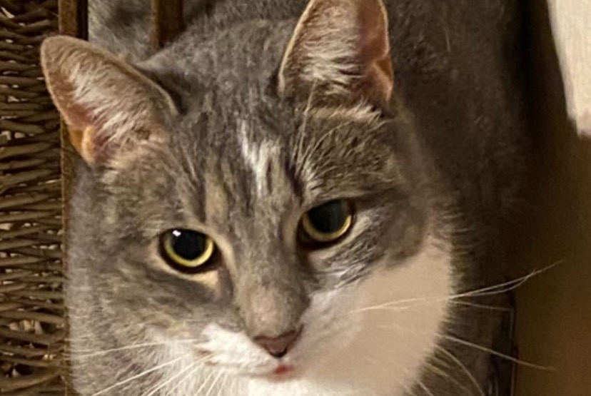 Alerte Disparition Chat Femelle , 5 ans Lorient France Alerte Disparition Chat Femelle , 5 ans Lorient France