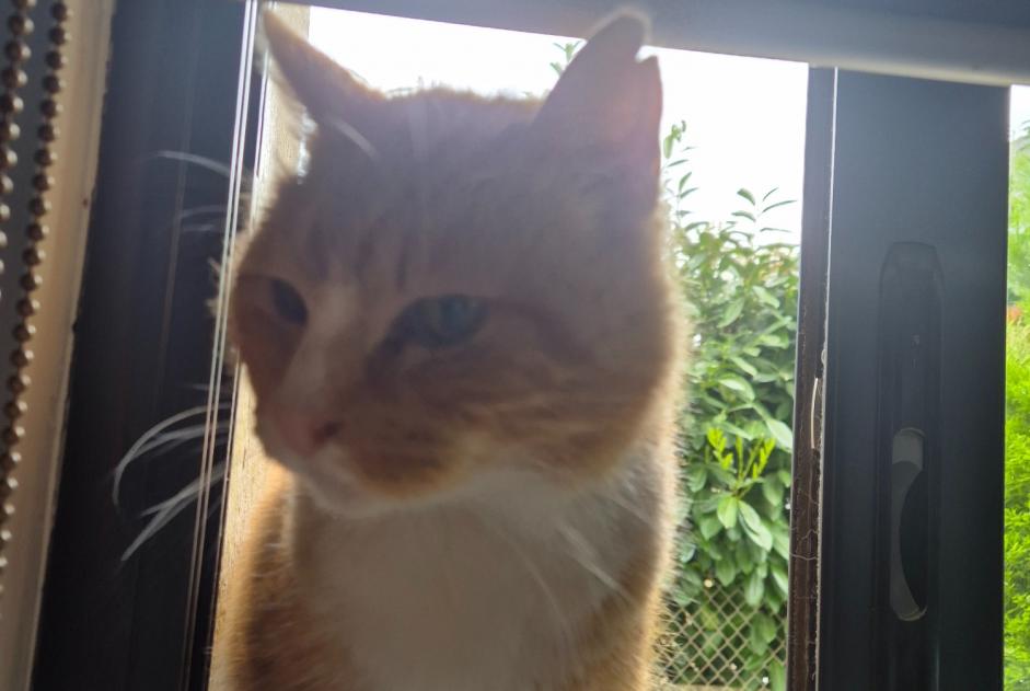 Alerte Découverte Chat Mâle Ploeren France Alerte Découverte Chat Mâle Ploeren France